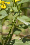 Common sneezeweed